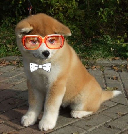 akita_inu.jpg