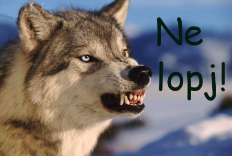 ne_lopj.jpg